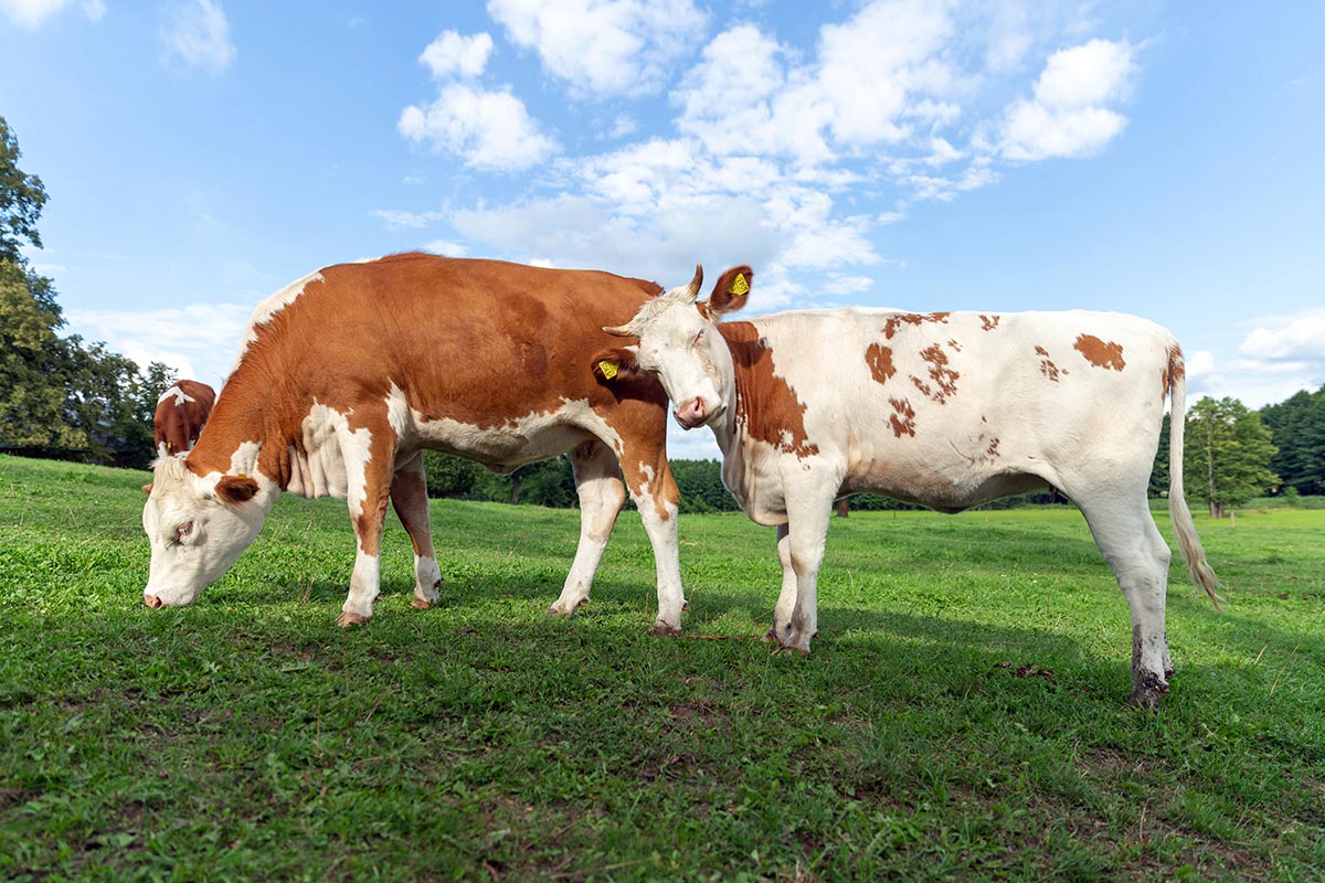 Brown and white cows on the summer green field